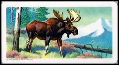 38 Moose
